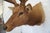 Brown Elk Trophy Head Mount For Sale - Image 8 of 18