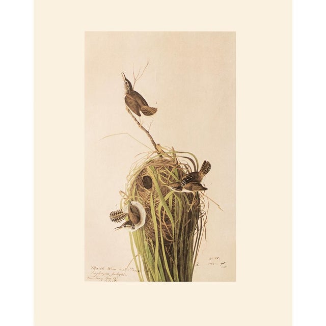 Paper 1966 Vintage Farmhouse Cottage Print "Marsh Wren" After John James Audubon For Sale - Image 7 of 7