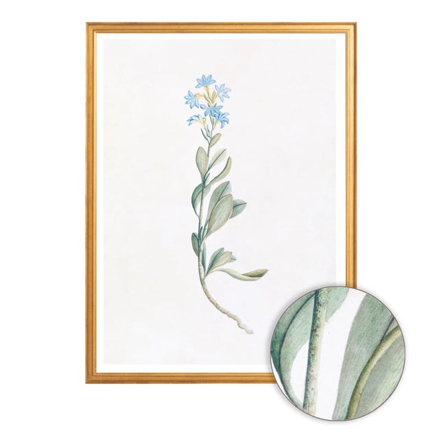 Celerie Kemble Curated Australian Botanical V (24x30) in Gold Frame For Sale - Image 4 of 4