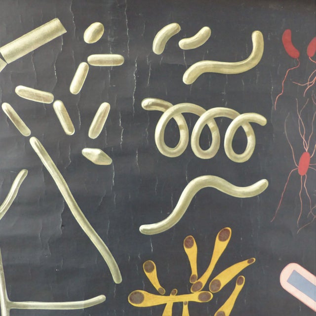 Vintage Educational Bacteria Chart, 1930s, in Good conditions. Designed 1920 to 1949