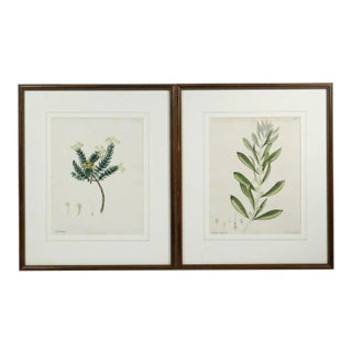 Early 19th Century English Botanical Prints, Framed - a Pair For Sale