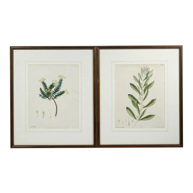 Early 19th Century English Botanical Prints, Framed - a Pair For Sale