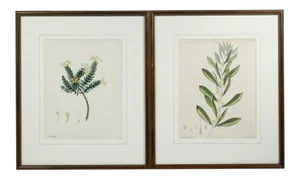 Early 19th Century English Botanical Prints, Framed - a Pair