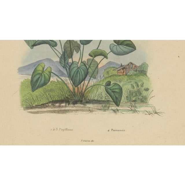 E. Guérin, Butterfly with Caterpillars, 1835, Engraving, Set of 2 For Sale - Image 5 of 11