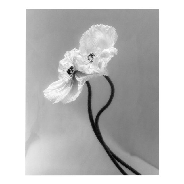 Coupled Poppies - Analogue Black and White Floral Photography, Ltd. 15 2023 For Sale