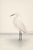White Egret Coastal Study, Neutral Bird Wall Art Print, 16" X 24" For Sale