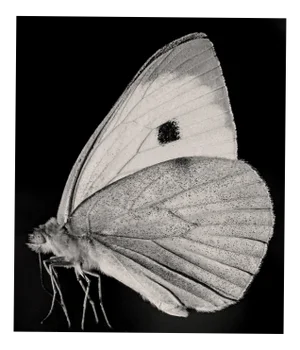 Guy Sargent, The Butterfly, Photograph