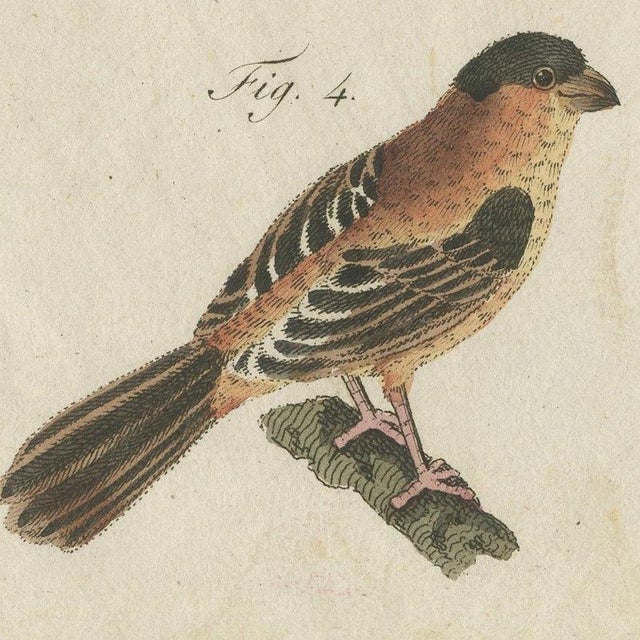 Bertuch, Tanagers and Java Sparrow Songbirds, 1805, Print For Sale - Image 6 of 12