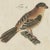 Bertuch, Tanagers and Java Sparrow Songbirds, 1805, Print For Sale - Image 6 of 12