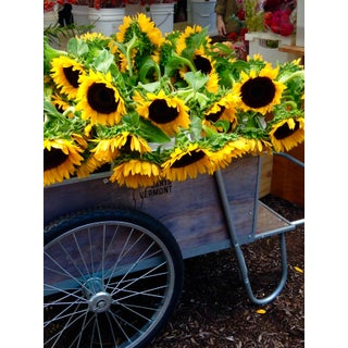 Josh Moulton "Sunflowers at the Farmer's Market" Giclee Print For Sale