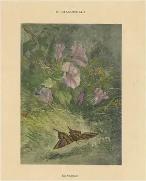 Giacomelli, Morning Glories with Butterfly, 1891, Print
