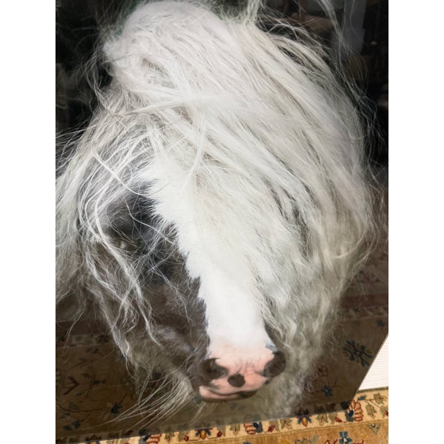 2010s Terry Kirkland Cook Bombshell a Gypsy Vanner Acrylic Print For Sale - Image 5 of 12