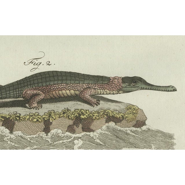 Bertuch, American Crocodile and Gharial, 1802, Engraving For Sale - Image 4 of 10