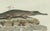 Bertuch, American Crocodile and Gharial, 1802, Engraving For Sale - Image 4 of 10