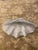 Large resin clam shell - perfect for indoor or outdoor. Use as a decorative bowl on a table or bookshelf, or use outdoors...