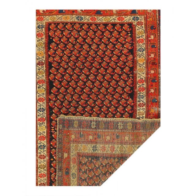 The tribal antique Caucasian Shirvan rugs are some of the finest and most sophisticated types of antique Caucasian rugs of...