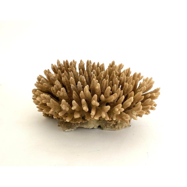 Natural Table Coral Specimen Coastal Decor For Sale - Image 4 of 9