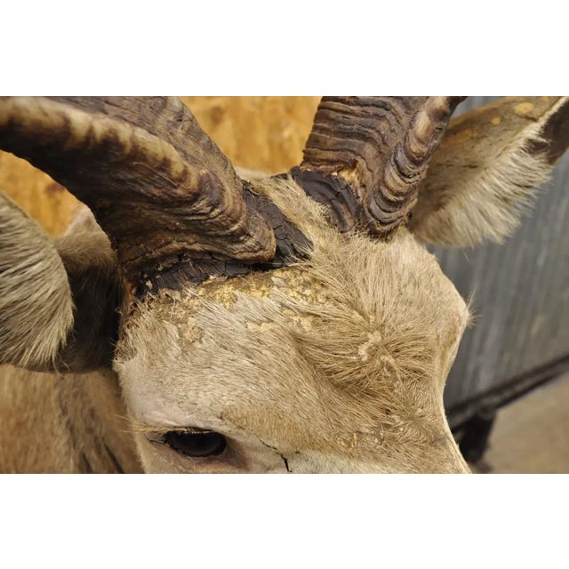 Vintage Greater Kudu African Shoulder Mount Large Taxidermy For Sale In Philadelphia - Image 6 of 12