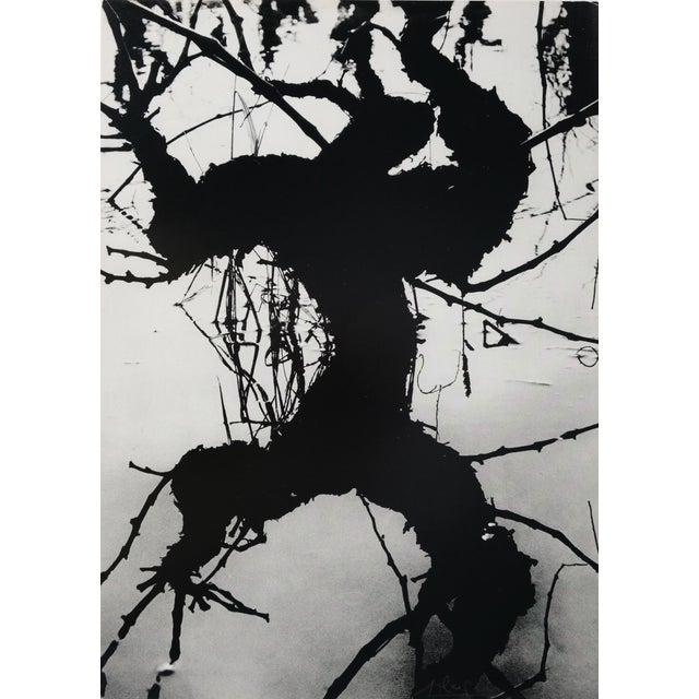 Lucien Clergue, Secret Camargue, 1960, Heliogravure For Sale