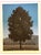 After René Magritte, September 16, 2010, Lithograph For Sale