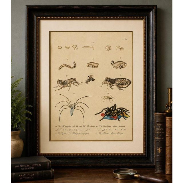 Fleas, Tarantula & Spiders – Brodtmann Hand-Colored Natural History Plate, 1816 This fascinating original hand-colored...