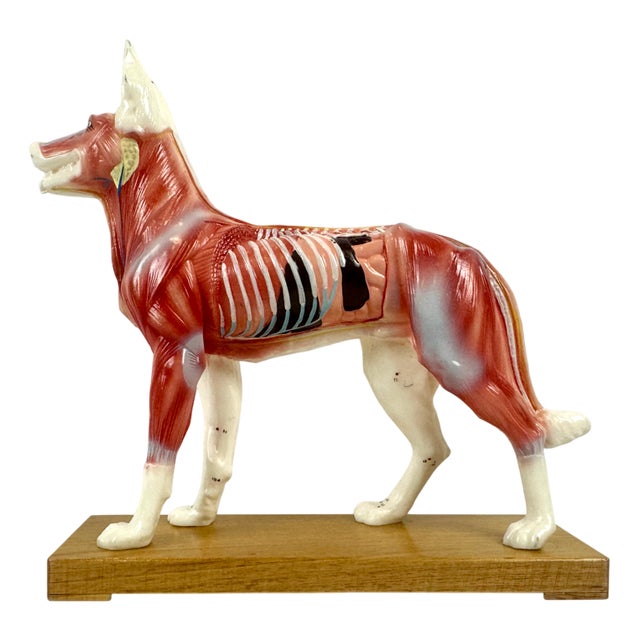 Vintage Vinyl Dog Acupuncture Model, 1970s For Sale
