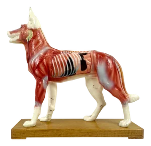 Vintage Vinyl Dog Acupuncture Model, 1970s