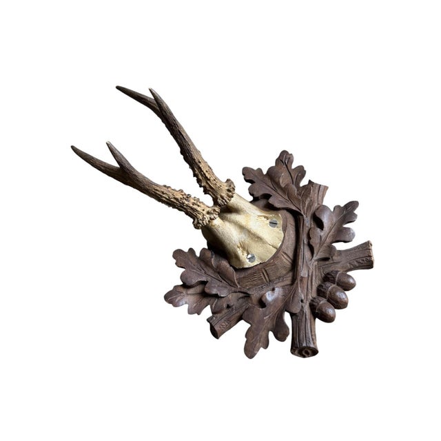 Roe deer trophy mounted on a wood plaque with oak leavse and acorns