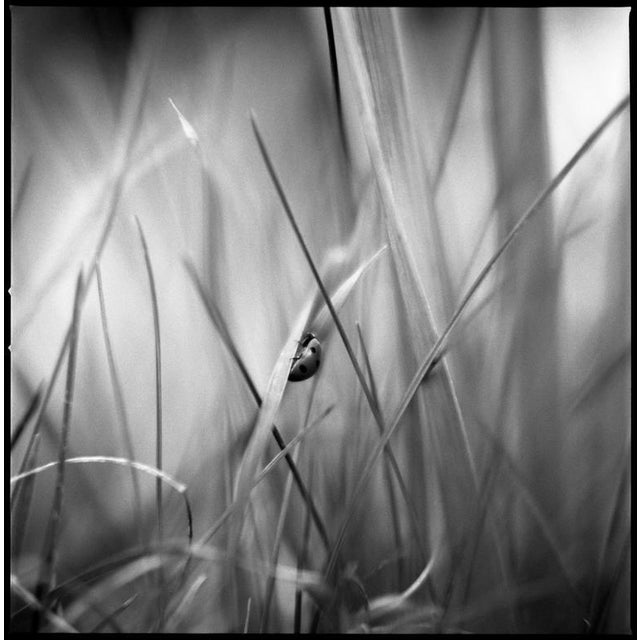 Paul Cooklin, Ladybird, Photograph For Sale