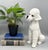 Whimsical, large vintage Italian ceramic poodle statue, featuring a stylized seated form with sculpted curls and...