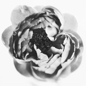 Ugne Pouwell, Peony No.6, 2022, Analogue Black and White Floral Photography, Limited Edition of 5