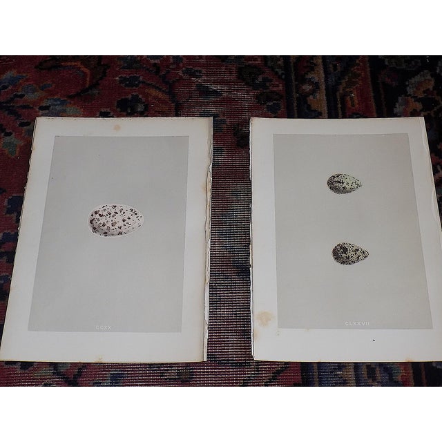 Realism Antique 19th Century Hand Colored Egg Lithographs - Set of 9 For Sale - Image 3 of 10