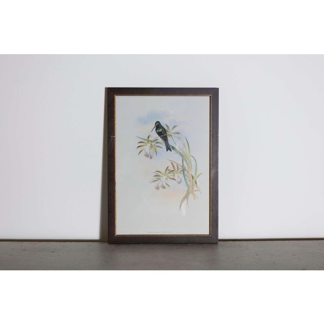 Mr John Gould's tropical framed Bird prints 1955 taken from his limited edition of 1000. The most celebrated British...