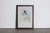 Mr John Gould's tropical framed Bird prints 1955 taken from his limited edition of 1000. The most celebrated British...
