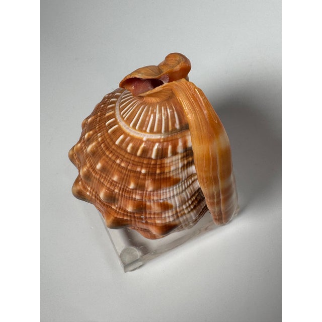 Plastic Coastal Red Helmet Tabletop Shell With Lucite Stand For Sale - Image 7 of 11