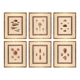 Original Perry Shell Collection From 1811 Set of 6 Framed in Bamboo For Sale