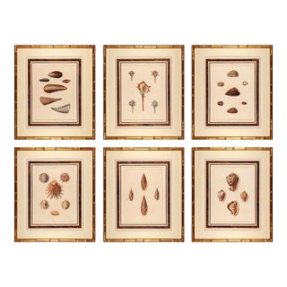 Original Perry Shell Collection From 1811 Set of 6 Framed in Bamboo For Sale
