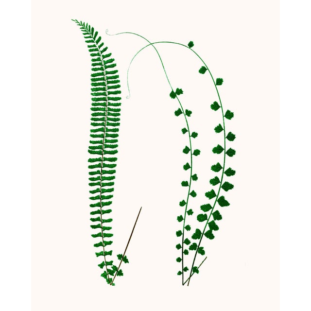 British Fern Contemporary Reproduction Print Collection, Set of 12 – 11" X 14" For Sale - Image 9 of 9