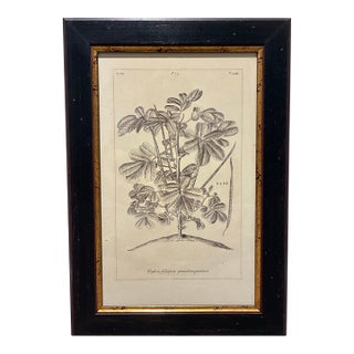 Vintage Cassia Botanical Illustration Print in Black & Gold Wood Frame For Sale