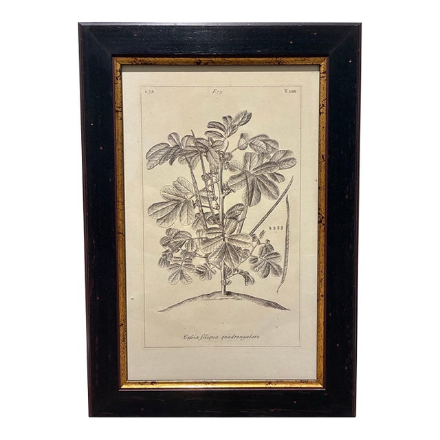 Vintage Cassia Botanical Illustration Print in Black & Gold Wood Frame For Sale