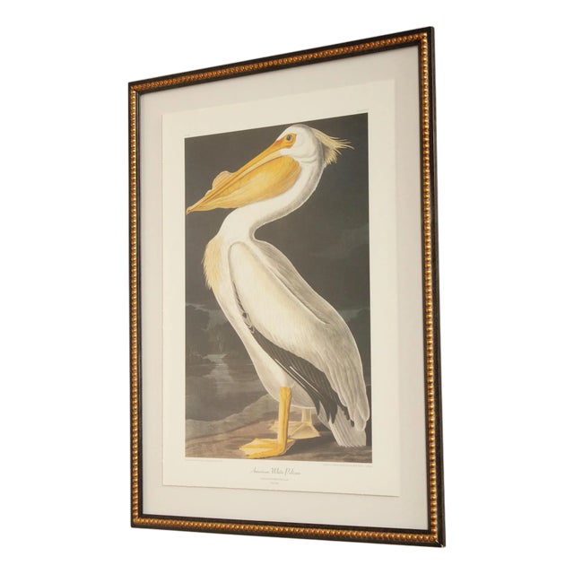 John James Audubon Ornithological, 'American White Pelican' For Sale