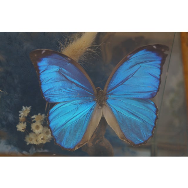 Vintage Floral Butterfly Taxidermy Apothecary Shadow Box Display Case Specimen For Sale - Image 4 of 13