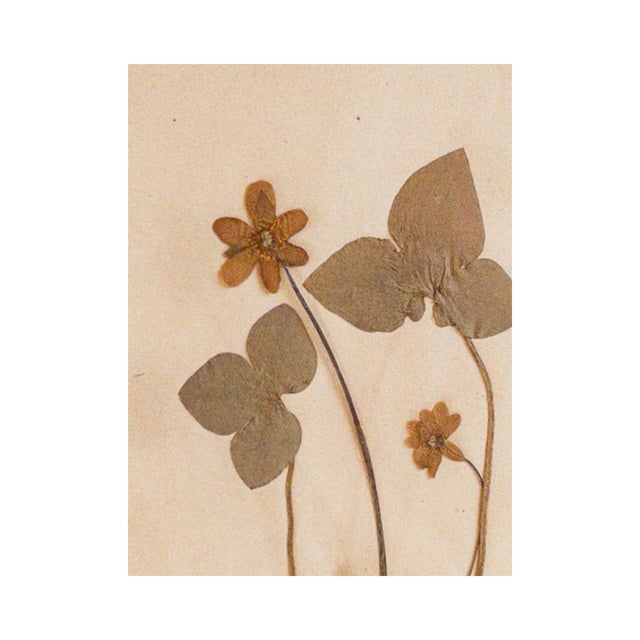 Late 19th Century Antique Herbarium - Liverwort, Circa 1890 - 1915 For Sale - Image 5 of 5
