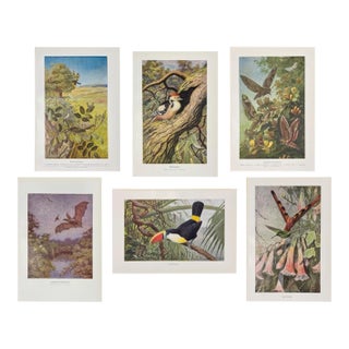 1920s Swedish Natural History Print Gallery - Set of 6 For Sale