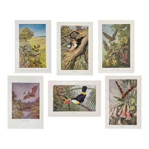 Young Naturalist Nursery Art Gallery, c.1925 - Set of 6 Swedish Wildlife Prints