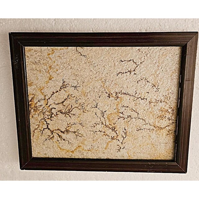 Antique Brazilian Sandstone Framed Plaque Dendrite Fossil Ferns Miniature Geologic Fern For Sale - Image 4 of 14