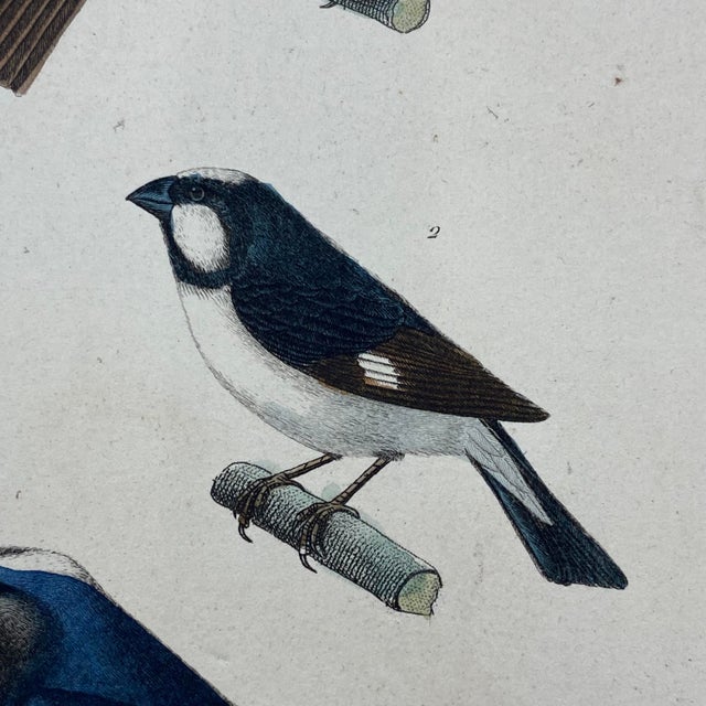 French Antique 18th Century "Dur Bec" Bird Engraving Hand Colored Signed Artwork For Sale - Image 4 of 9