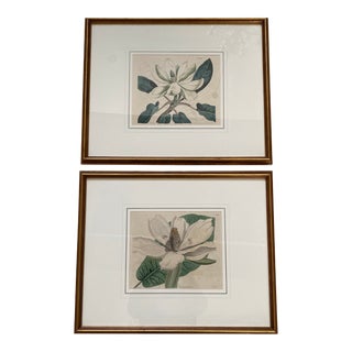 Pair of Antique Framed Botanicals For Sale