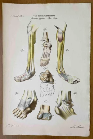 Ottavio Muzzi, Conformation Defects, Lithograph, 1843