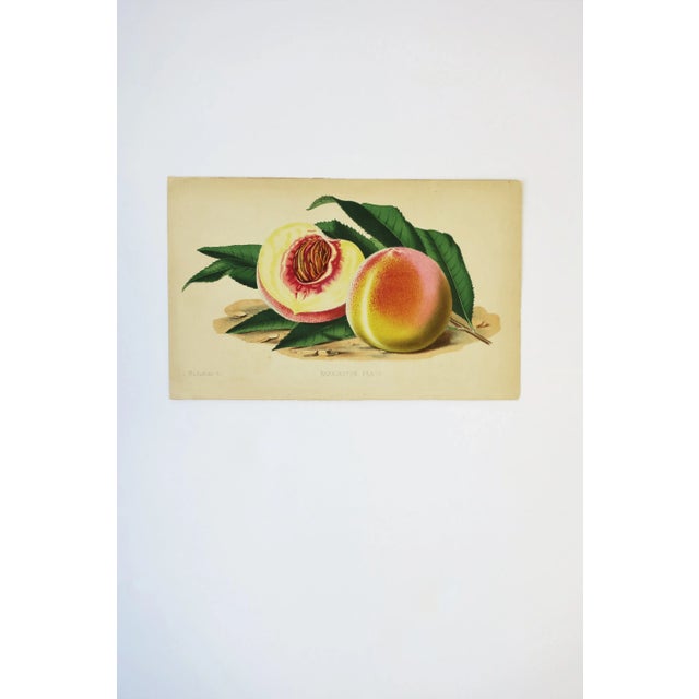 European Fruit Peach Botanical Wall Art Chromo, circa 19th Century For Sale - Image 4 of 8